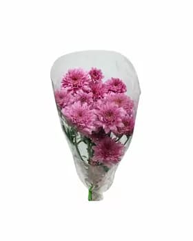 Çemen "Benewşe şatlygy"