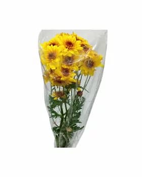 Çemen "Gündogaryň güni"