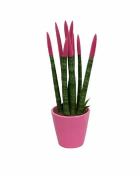 Gülgüne Sanseweriýa