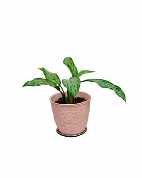 Hemişe gök öwüsýän Aglaonema